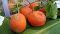 Baby Jackfruit Royalty Free Stock Photo