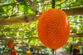 Baby Jackfruit is high in antioxidants. Royalty Free Stock Photo