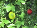 Baby jackfruit Momordica cochinchinensis or Gac fruit is very
