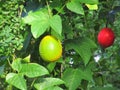 Baby jackfruit Momordica cochinchinensis or Gac fruit is very