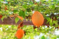 Baby Jackfruit , sweet gourd in garden.