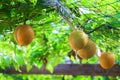 Baby Jackfruit , sweet gourd in garden.