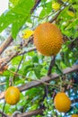 Baby Jackfruit, Sweet Grourd or Cochinchin Gourd on p