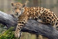 Baby Jaguar using a tree branch to rest