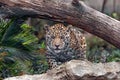 Baby Jaguar ready to pounce Royalty Free Stock Photo