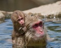 Baby Japanese Macaque Monkey Royalty Free Stock Photo