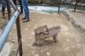 Baby Japanese Macaque monkey riding on its motherÃ¢â¬â¢s back crossing the pathway, legs of tourists standing nearby. Snow monkey