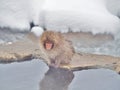 Baby Japanese macaque Snow Monkey at the edge of the hot spring pool. Royalty Free Stock Photo