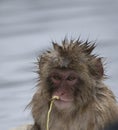 Baby Japanese macaque or snow monkeys, Macaca fuscata, sitting on rock of hot spring, with spikey hair as if bathtime, chewing Royalty Free Stock Photo