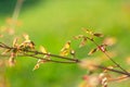 Baby Japanese Maple Leaves Royalty Free Stock Photo