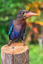 Baby Javan Kingfisher perched on a dry log Royalty Free Stock Photo