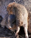 A Baby Javelina Climbs On It`s Sibling Royalty Free Stock Photo