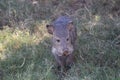 The collared peccary, Javelina Tayassu tajacu Royalty Free Stock Photo