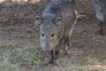 The collared peccary, Javelina Tayassu tajacu Royalty Free Stock Photo