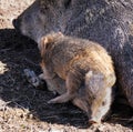 Baby Javelinas Play Beside Mom Royalty Free Stock Photo