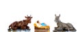 The Baby Jesus in the manger with the ox and the mule Royalty Free Stock Photo