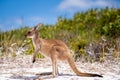 Baby joey kangaroo side on near the bush on the beach at Lucky Bay, Cape Le Grand National Park, Esperance, Western Australia Royalty Free Stock Photo