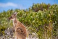 Baby joey kangaroo sitting near the bush on the beach at Lucky Bay, Cape Le Grand National Park, Esperance, Western Australia Royalty Free Stock Photo