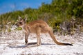 Baby joey kangaroo standing near the bush on the beach at Lucky Bay, Cape Le Grand National Park, Esperance, Western Australia Royalty Free Stock Photo