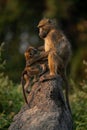 Baby joins chacma baboon on termite mound