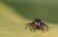 Baby jumping spider