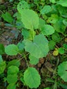 Baby kale leaves