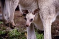 Baby Kangaroo Royalty Free Stock Photo