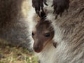 Baby kangaroo