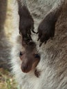 Baby kangaroo