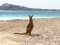Baby kangaroo at the beach Royalty Free Stock Photo