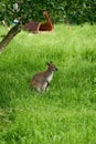 Baby kangaroo on green grass