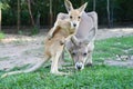 Baby kangaroo and his mother at the zoo