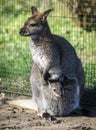 Baby kangaroo joey in its mother`s pouch. ZOO in Pilsen, Czech Republic Royalty Free Stock Photo