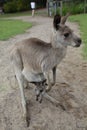 Baby Kangaroo Joey in mom's pouch Royalty Free Stock Photo