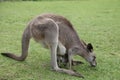 Baby Kangaroo Joey in mom's pouch Royalty Free Stock Photo