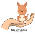 Baby Kangaroo. Pray for Australia. Save animals. Hand holding baby kangaroo