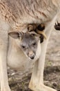 Baby kangaroo sitting in its mothers pouch