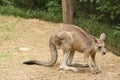 Baby Kangaroo at the Zoo