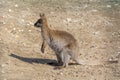 Baby kangaroo in the zoo`s aviary.