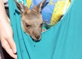 Baby kangaroo in bag Royalty Free Stock Photo