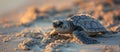 Baby Kemps Ridley Sea Turtle Crawling on Sandy Beach