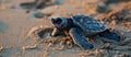 Baby Kemps Ridley Sea Turtle Crawling Out of Sand