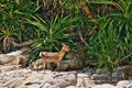 Baby Kerama deer seen on Aka island, Okinawa, Japan