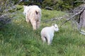 Baby Kid Mountain Goat and Nanny Mother climbing up grassy knoll on Hurricane Hill in Olympic National Park Royalty Free Stock Photo