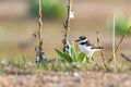A Baby Killdeer Exploring the Shoreline Royalty Free Stock Photo