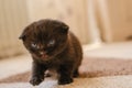Baby kitten.Black lopeared kitten with blue eyes . domestic kitten.Pet. British shorthair kitten.