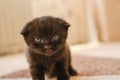 Baby kitten.Black lopeared kitten with blue eyes in a room. domestic kitten.Pet. British shorthair black kitten.