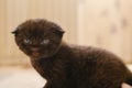 Baby kitten.Black lopeared kitten with blue eyes in a room.Pet. British shorthair black kitten.