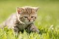 Baby kitten cat in green grass Royalty Free Stock Photo