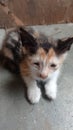 Baby kitten catlovers cute cat Royalty Free Stock Photo